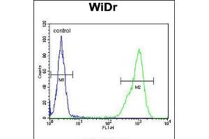 Flow cytometric analysis of WiDr cells (right histogram) compared to a negative control cell (left histogram). (TPPP3 antibody  (C-Term))