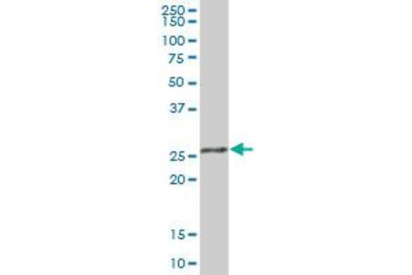 RPA4 antibody  (AA 1-261)