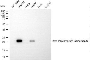 Western blotting analysis using peptidylprolyl isomerase C antibody (ABIN7799767).