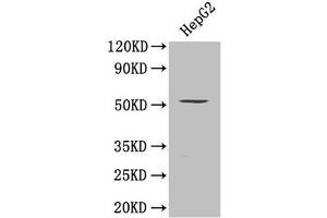 Western Blot Positive WB detected in: HepG2 whole cell lysate All lanes: SMAD9 antibody at 0. (SMAD9 antibody  (AA 1-300))