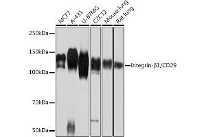 Western blot analysis of extracts of various cell lines, using Integrin-β1/CD29 antibody (ABIN7267926) at 1:1000 dilution. (ITGB1 antibody)