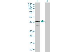 Western Blot analysis of BDH1 expression in transfected 293T cell line by BDH1 MaxPab polyclonal antibody.