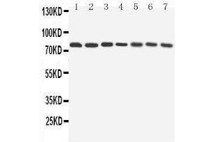 Western Blotting (WB) image for anti-ATG7 Autophagy Related 7 (ATG7) (AA 652-669), (C-Term) antibody (ABIN3042570) (ATG7 antibody  (C-Term))