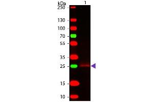 Western Blot of Goat Anti-Rabbit F(c) secondary antibody. (Goat anti-Rabbit IgG (Fc Region) Antibody - Preadsorbed)