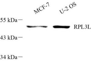 Western blot analysis of RPL3L (ABIN7075437) at dilution of 1: 300 (RPL3L antibody)