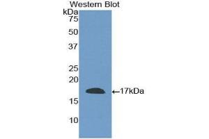 Western Blotting (WB) image for anti-CD40 Ligand (CD40LG) (AA 180-261) antibody (ABIN3209277) (CD40 Ligand antibody  (AA 180-261))