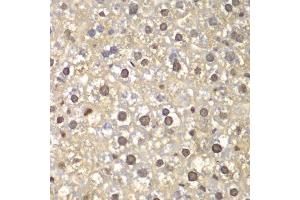 Immunohistochemistry of paraffin-embedded mouse liver using FEN1 antibody. (FEN1 antibody  (AA 50-380))