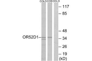 Western blot analysis of extracts from COLO cells and COS cells, using OR52D1 antibody.