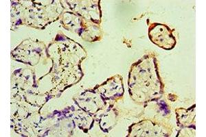 Immunohistochemistry of paraffin-embedded human placenta tissue using ABIN7162831 at dilution of 1:100 (FKBP2 antibody  (AA 22-142))