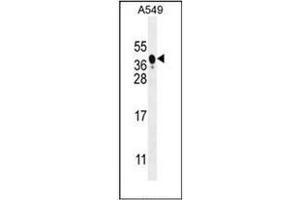 Western blot analysis of BNIP3L / BNIP3A Antibody (Center) in A549 cell line lysates (35ug/lane). (BNIP3L/NIX antibody  (Middle Region))
