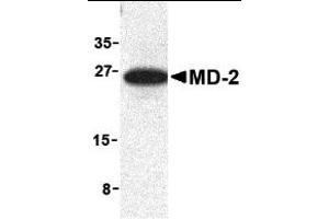 Western Blotting (WB) image for anti-Lymphocyte Antigen 96 (LY96) (Middle Region) antibody (ABIN1030999) (LY96 antibody  (Middle Region))