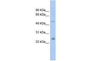WB Suggested Anti-DMRT3 Antibody Titration: 0. (DMRT3 antibody  (Middle Region))