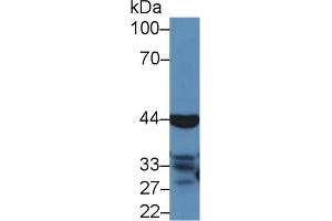 Western blot analysis of Mouse Liver lysate, using Cow CASP4 Antibody (5 µg/ml) and HRP-conjugated Goat Anti-Rabbit antibody (