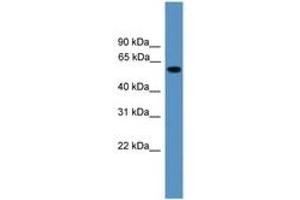 Image no. 1 for anti-RAP1, GTP-GDP Dissociation Stimulator 1 (RAP1GDS1) (AA 221-270) antibody (ABIN6746632) (RAP1GDS1 antibody  (AA 221-270))