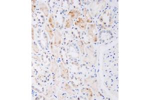 Immunohistochemical analysis of A on paraffin-embedded human kidney tissue was performed on the Leica®BOND RXm. (NAT8L antibody  (AA 59-93))