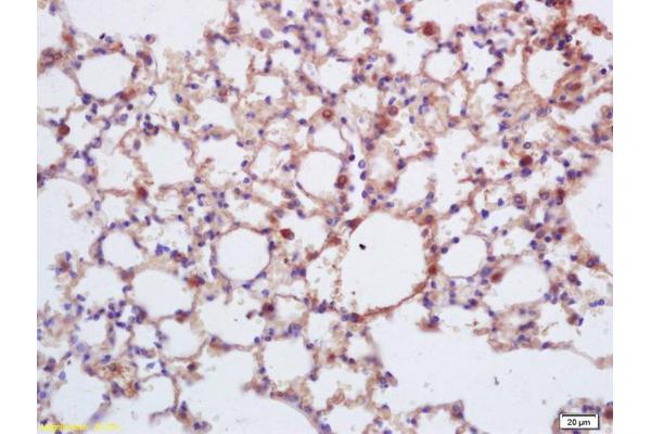 ISR-beta antibody  (AA 801-900)