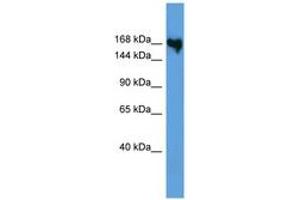 Image no. 1 for anti-Collagen, Type V, alpha 1 (COL5A1) (AA 432-481) antibody (ABIN6746740) (COL5A1 antibody  (AA 432-481))