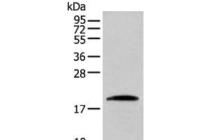 Western blot analysis of HEPG2 cell using CNPY2 Polyclonal Antibody at dilution of 1:300