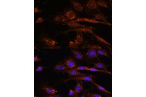 Immunofluorescence analysis of C6 cells using S2 antibody (ABIN7265451) at dilution of 1:100.