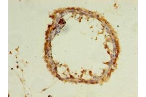 Immunohistochemistry of paraffin-embedded human testis tissue using ABIN7175746 at dilution of 1:100 (WDR37 antibody  (AA 1-264))