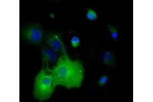 Anti-DYNC1LI1 mouse monoclonal antibody (ABIN2452968) immunofluorescent staining of COS7 cells transiently transfected by pCMV6-ENTRY DYNC1LI1 (RC222010). (DYNC1LI1 antibody)