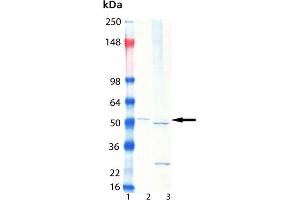 Western Blot analysis of : Lane 1: MW Marker, Lane 2: HeLa lysate, , Lane 3: HeLa S100 fraction, . (Proteasome 19S Rpt3/S6b Subunit antibody)