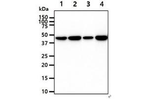 The cell lysates (40ug) were resolved by SDS-PAGE, transferred to PVDF membrane and probed with anti-human CKB antibody (1:1000). (CKB antibody)