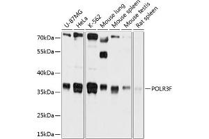 Western blot analysis of extracts of various cell lines, using POLR3F antibody (ABIN6130900, ABIN6145940, ABIN6145941 and ABIN6215833) at 1:1000 dilution. (POLR3F antibody  (AA 1-220))