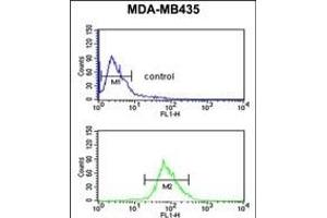 ISLR Antibody (C-term) (ABIN651071 and ABIN2840058) flow cytometric analysis of MDA-M cells (bottom histogram) compared to a negative control cell (top histogram). (ISLR antibody  (C-Term))