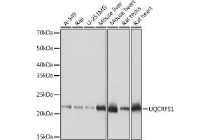 Western blot analysis of extracts of various cell lines, using UQCRFS1 Rabbit mAb (ABIN7271127) at 1:1000 dilution. (UQCRFS1 antibody)