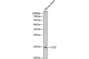 CST2 antibody