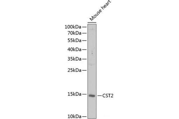 CST2 anticorps