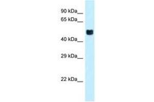 Image no. 1 for anti-Forkhead Box O4 (FOXO4) (C-Term) antibody (ABIN6747758) (FOXO4 antibody  (C-Term))