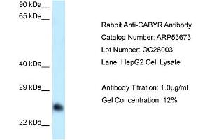 Western Blotting (WB) image for anti-Calcium Binding tyrosine-(Y)-phosphorylation Regulated (CABYR) (Middle Region) antibody (ABIN2785511) (CABYR antibody  (Middle Region))
