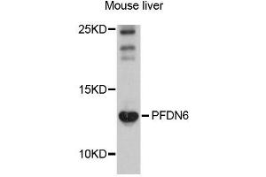 Western blot analysis of extracts of mouse liver cells, using PFDN6 antibody.