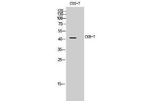 Western Blotting (WB) image for anti-Chemokine (C-C Motif) Receptor 7 (CCR7) (Internal Region) antibody (ABIN3174413) (CCR7 antibody  (Internal Region))