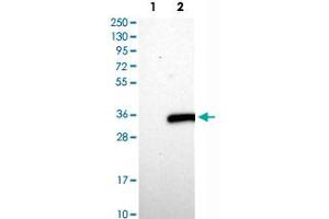 Western Blot analysis of Lane 1: negative control (vector only transfected HEK293T cell lysate) and Lane 2: over-expression lysate (co-expressed with a C-terminal myc-DDK tag in mammalian HEK293T cells) with ASB7 polyclonal antibody . (ASB7 antibody)