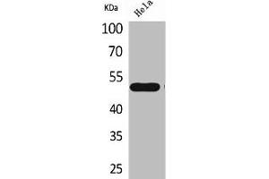 Western Blot analysis of HeLa cells using LXRα Polyclonal Antibody (NR1H3 antibody  (Internal Region))
