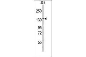 Western blot analysis of anti-LARS Antibody (C-term) in 293 cell line lysates (35ug/lane).