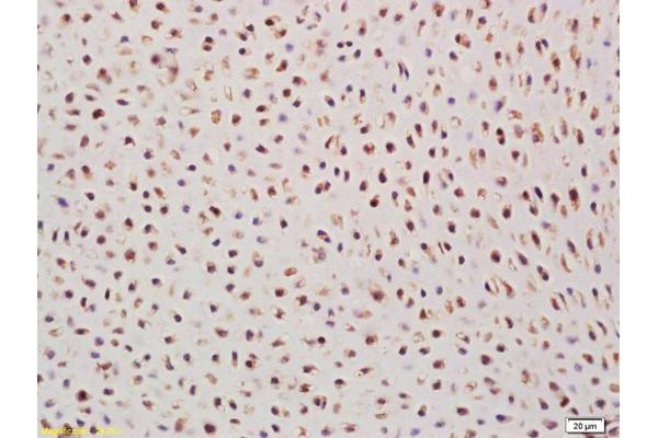 SCXA antibody  (AA 165-200)