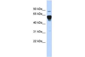 WB Suggested Anti-NR4A2 Antibody Titration:  0. (NR4A2 antibody  (Middle Region))
