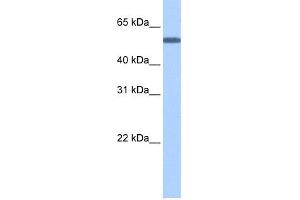 WB Suggested Anti-TOE1 Antibody Titration: 0. (TOE1 antibody  (N-Term))