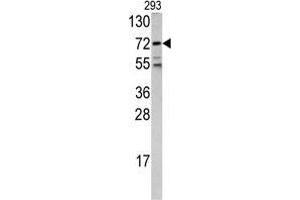 Western blot analysis of FKHR antibody (Center D469) in 293 cell line lysates (35 µg/lane). (FOXO1 antibody  (Middle Region))