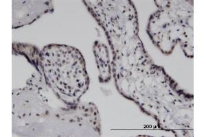 Immunoperoxidase of monoclonal antibody to IFIH1 on formalin-fixed paraffin-embedded human placenta. (IFIH1 antibody  (AA 928-1023))