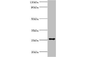 Western blot All lanes: factor pathway inhibitor 2 antibody at 4 μg/mL + Mouse liver tissue Secondary Goat polyclonal to rabbit IgG at 1/10000 dilution Predicted band size: 27, 26 kDa Observed band size: 27 kDa