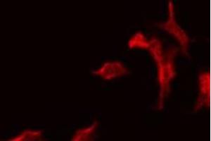 ABIN6275580 staining 293 by IF/ICC. (SLC5A2 antibody  (N-Term))