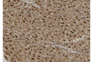 ABIN6265498 and ABIN6279882 at 1/100 staining Mouse liver tissue by IHC-P.