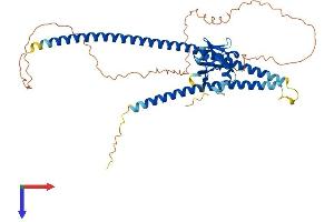 Spermatogenesis Associated 1 (SPATA1) (AA 1-444) protein (His tag)