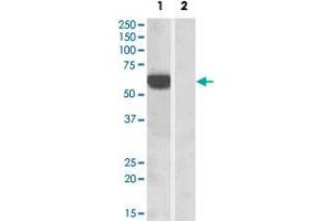 HEK293 overexpressing human IRF5 and probed with IRF5 polyclonal antibody  at 1 ug/mL (mock transfection in lane 2) . (IRF5 antibody  (C-Term))