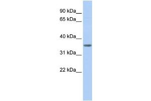 WB Suggested Anti-PDHB Antibody Titration:  0. (PDHB antibody  (N-Term))